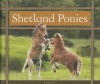 Shetland Ponies - Pamela Dell