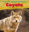 Coyote (A Day in the Life: Grassland Animals) - Louise Spilsbury