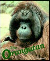 The Orangutan - Ruth Ashby