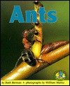 Ants - Ruth Berman