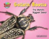 Goliath Beetle: One of the World's Heaviest Insects - Mary Packard
