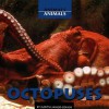 Octopuses - Judith Jango-Cohen