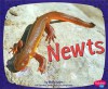 Newts - Molly Kolpin, Gail Saunders-Smith